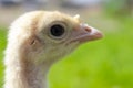 Head of a little turkey. Close up yellow turkey. Macro head of a turkey-poult. Cute little bird Royalty Free Stock Photo