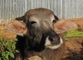 Head of a little water buffalo Royalty Free Stock Photo