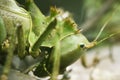 Head of locust Royalty Free Stock Photo