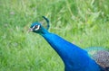 The head of the looking-out peacock Royalty Free Stock Photo