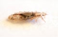 Head Louse Royalty Free Stock Photo