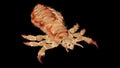 A head louse Royalty Free Stock Photo