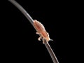 A head louse Royalty Free Stock Photo