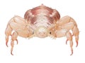 A head louse Royalty Free Stock Photo