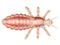 A head louse Royalty Free Stock Photo