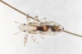 Head louse on a human hair. Closeup detail of human parasite above white background. Real photo of adult head lice