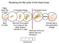 Head louse life cycle Royalty Free Stock Photo