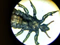 The head louse (Pediculus humanus capitis)