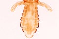 The head louse Pediculus humanus capitis is a parasite Live on the body.