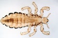 Head louse, Pediculus humanus, under the microscope Royalty Free Stock Photo