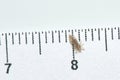 Head louse on a white background next to a ruler with centimeter Royalty Free Stock Photo