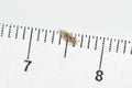 Head louse on a white background next to a ruler with centimeter Royalty Free Stock Photo