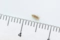 Head louse on a white background next to a ruler with centimeter Royalty Free Stock Photo