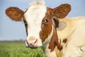 Calf head red and white with soft pink nose under a blue sky