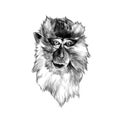 Head of macaque in full face on white background