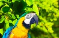 Head of macaw in forest area Royalty Free Stock Photo