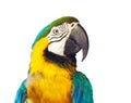 Head of macaw papagay Royalty Free Stock Photo