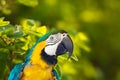 Head of Macaw papagay Royalty Free Stock Photo