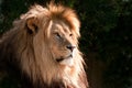 Head of a magnifcent lion Royalty Free Stock Photo