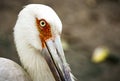 Head of a maguari stork Royalty Free Stock Photo