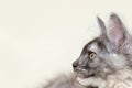 The head of a maine coon cat in profile.