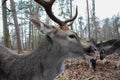 Head of a majestic dark brown stag in profile with his female deers in the background . Dark brown male deer in cold dirty winter Royalty Free Stock Photo