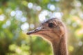 Head of male of African ostrich (Struthio camelus) in nature, on Royalty Free Stock Photo