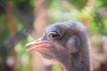 Head of male of African ostrich (Struthio camelus) in nature, on Royalty Free Stock Photo