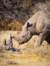 Head of a male black rhino ( Diceros Bicornis), Etosha National Park, Namibia. Royalty Free Stock Photo