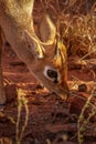 Head of a male damara dik-dik ( Madoqua Kirkii), Waterberg National Park, Namibia.