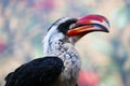 Head of a male decken hornbill in profile view