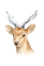 The head of a male deer with horns. Isolated background. Boho template to design posters, wedding invitations, cards.