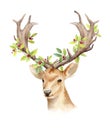 The head of a male deer with horns and woven branches of a tree. Isolated background. Boho template to design posters