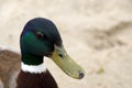 Head of the male Mallard Royalty Free Stock Photo