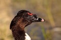 Head of a male Muscovy duck Cairina moschata Royalty Free Stock Photo