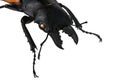 Head, mandible and front legs of large male beetle of stag beetle family Lucanidae, this particular native in Vietnam, on white ba