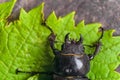 Head with mandibles of female stag beetle on the green leaves Royalty Free Stock Photo