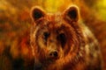 Head of mighty brown bear, oil painting on canvas and graphic collage. Eye contact. Royalty Free Stock Photo