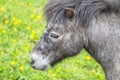 Small pony in a field Royalty Free Stock Photo