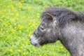 Small pony in a field Royalty Free Stock Photo