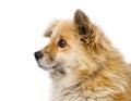 Head mixed breed puppy in profil. isolated on whit Royalty Free Stock Photo