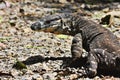 Head monitor, Varanus Rosenberg, east Australia