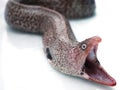 Head of Moray eel