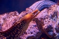 The head of a moray eel with its mouth closed Royalty Free Stock Photo