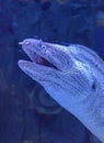 The head of moray eel under the water close-up