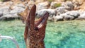 Head Moray eels on a fishing hook.