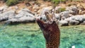 Head Moray eels hanging on the hook of a fisherman.