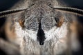 Head of moth macro Royalty Free Stock Photo