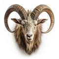 Head of moufflon sheep isolated on white created with Generative AI. Big horns on head. Royalty Free Stock Photo
