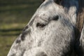 Head of mountain packhorse Royalty Free Stock Photo